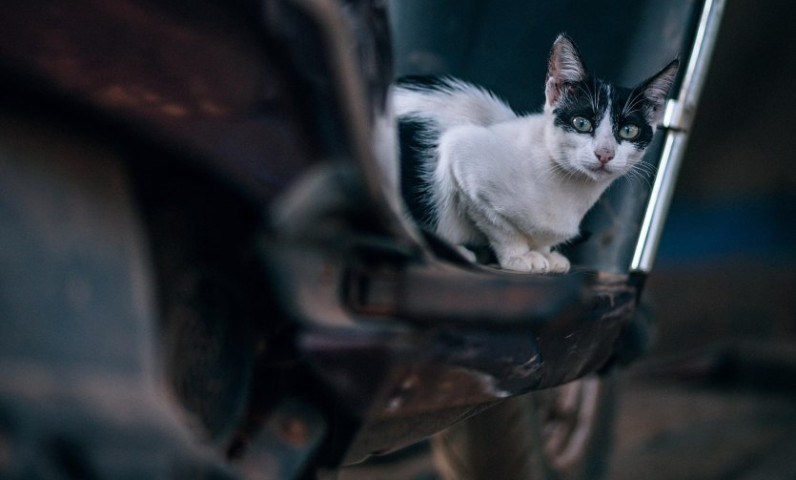 Chat en camping
